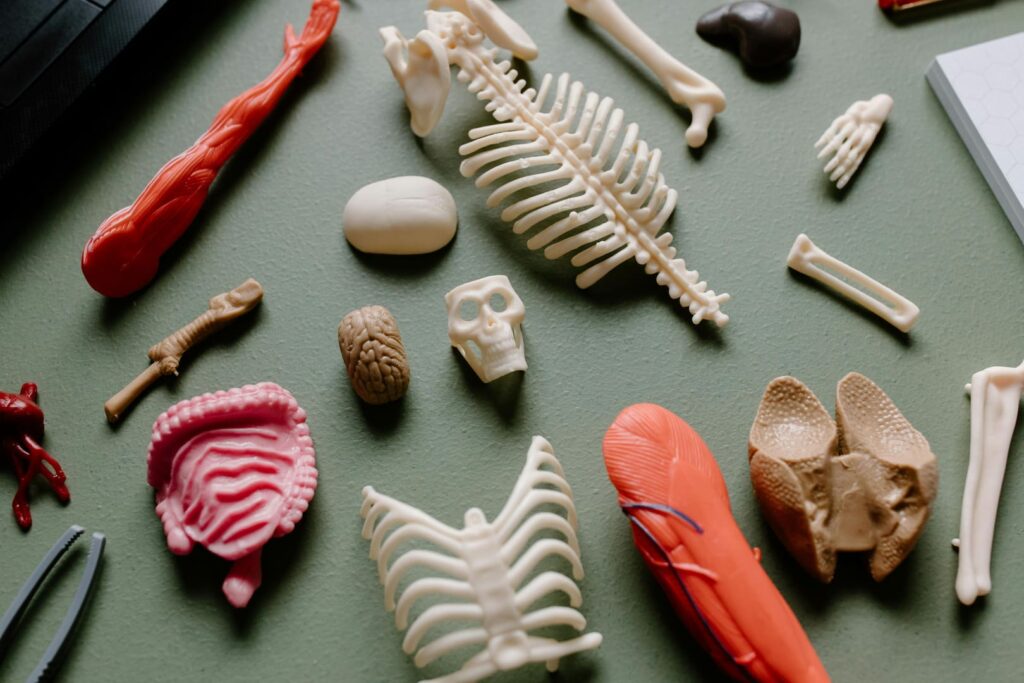 type of cargo by air freight human remains and organs