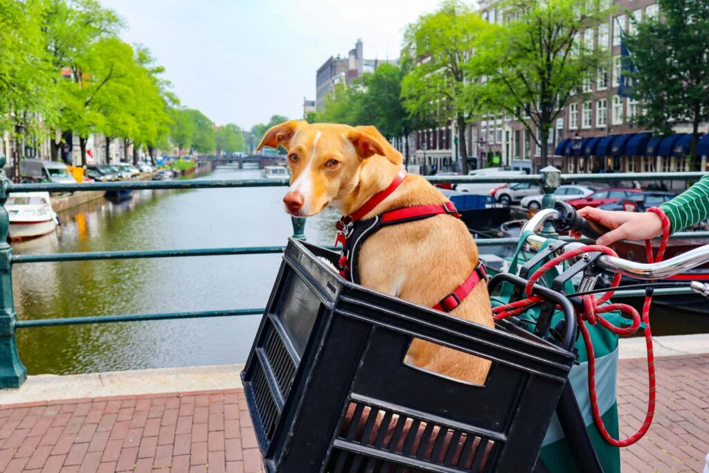 type of cargo by air freight live animals